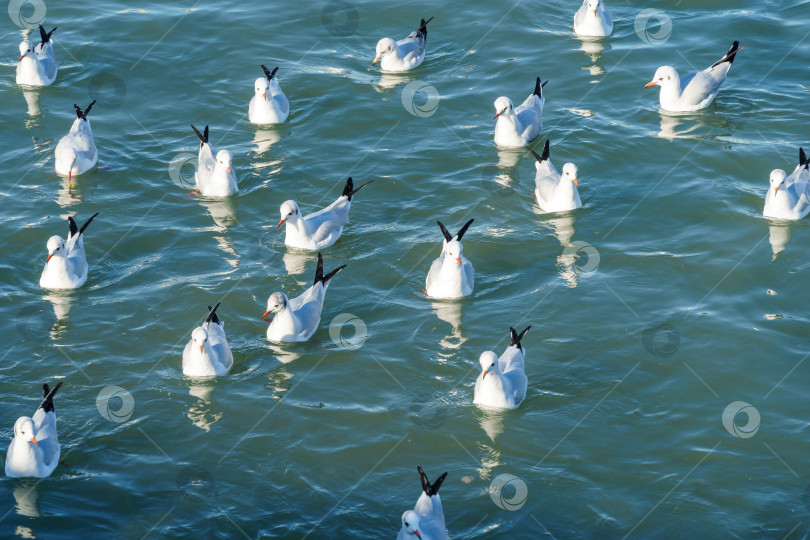 Скачать Множество чаек Тонкоклювая чайка (Larus genei, Chroicocephalus genei) сидит в изумрудных волнах Черного моря. фотосток Ozero