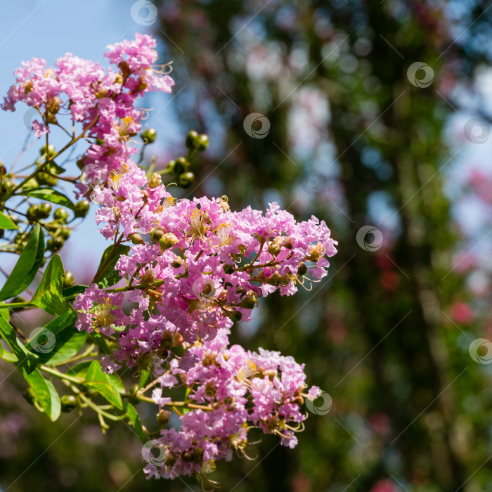 Скачать Светло-розовые цветы распускаются на креповом миртовом дереве (Lagerstroemia indica) на размытом зеленом фоне в городском парке Краснодара. Выборочный фокус крупным планом. Общественный пейзаж парка Галицкого летом 2021 года фотосток Ozero