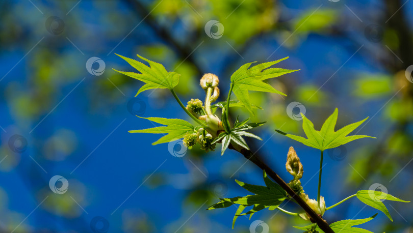 Скачать Ликидамбар стирацифлуа или американская сладкая камедь со свежими зелеными листьями в цвету на фоне голубого неба. Веточка янтарного дерева в ясный солнечный день в весеннем саду. Избирательный фокус. Концепция природы для дизайна фотосток Ozero