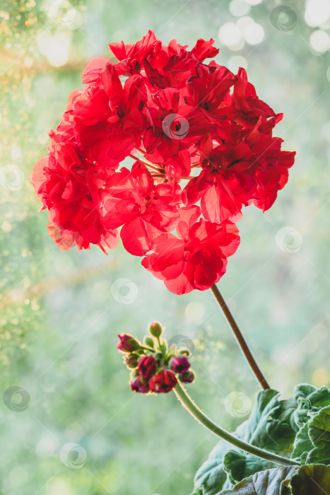 Скачать Красный цветок герани в лучах восходящего солнца фотосток Ozero