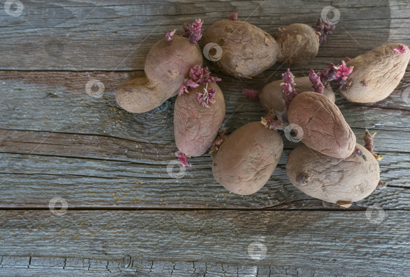 Скачать Картофель с ростками на деревянном фоне. Семенной картофель для посадки. фотосток Ozero
