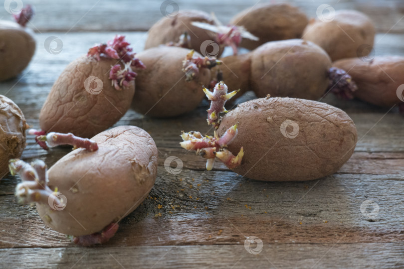 Скачать Картофель с ростками на деревянном фоне. Семенной картофель для посадки. фотосток Ozero
