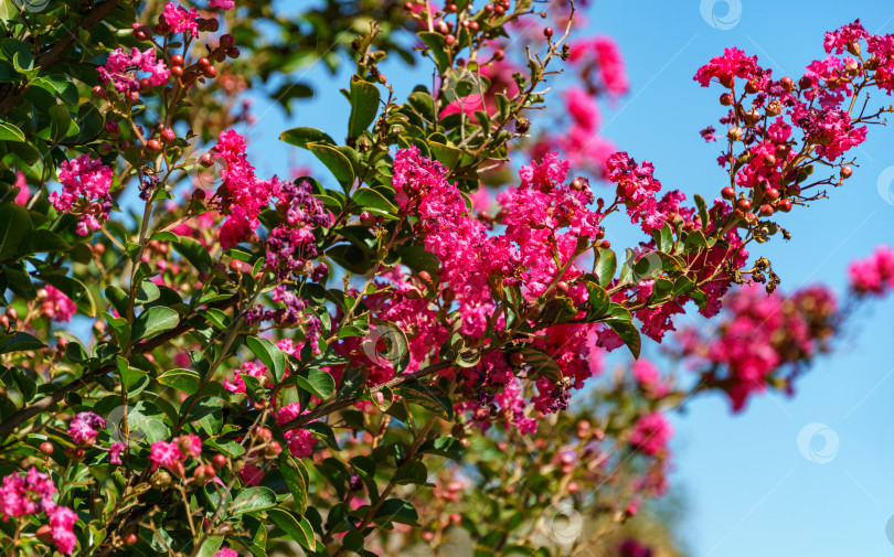 Скачать Лагерстремия индика в цвету. Красивые розовые цветы на креповом миртовом дереве на размытом зеленом фоне. Выборочный фокус. Лирический мотив для дизайна. фотосток Ozero