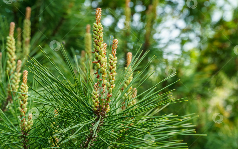 Скачать Молодые длинные побеги сосны Pinus densiflora Umbraculifera на фоне вечнозеленых растений. Солнечный день в весеннем саду. Концепция природы для дизайна. Выборочный фокус фотосток Ozero