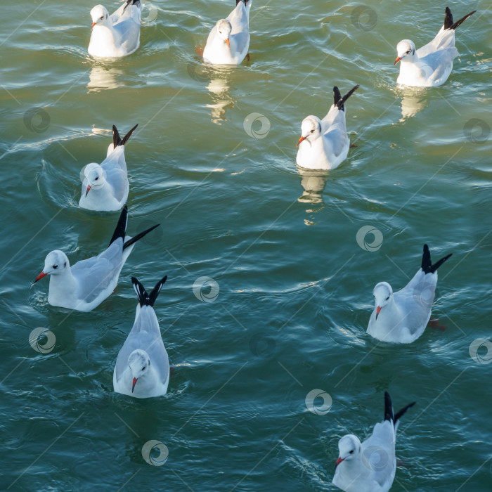 Скачать Множество чаек Тонкоклювая чайка (Larus genei, Chroicocephalus genei) сидит в изумрудных волнах Черного моря. фотосток Ozero