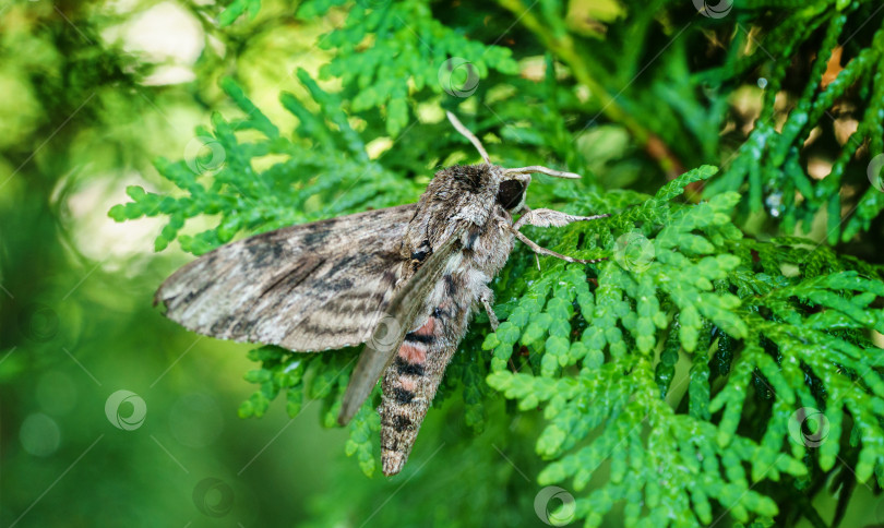 Скачать Крупный план ночной бабочки Agrius convolvuli, бражника convolvulus. Очень крупная пушистая бабочка с яркими черно-красными полосами на крыльях сидит на листе вечнозеленого дерева. Выборочный фокус фотосток Ozero