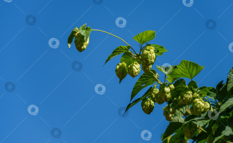 Скачать Зеленые свежие шишки хмеля (Humulus lupulus) на солнышке в саду. Крупный план сельскохозяйственных растений для приготовления пива и хлеба. Humulus lupulus, хмель обыкновенный или хмелевидный хмель, из семейства конопляных Cannabaceae фотосток Ozero