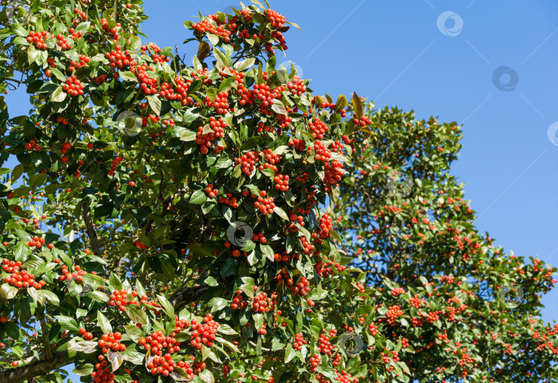 Скачать Крупный план красных гроздей боярышника Лавалле (Crataegus x lavallei Carrierei) Терновник или майское дерево в городском парке Краснодара. Общественный пейзаж парка Галицкого солнечной осенью 2021 года.  Выборочный фокус. фотосток Ozero