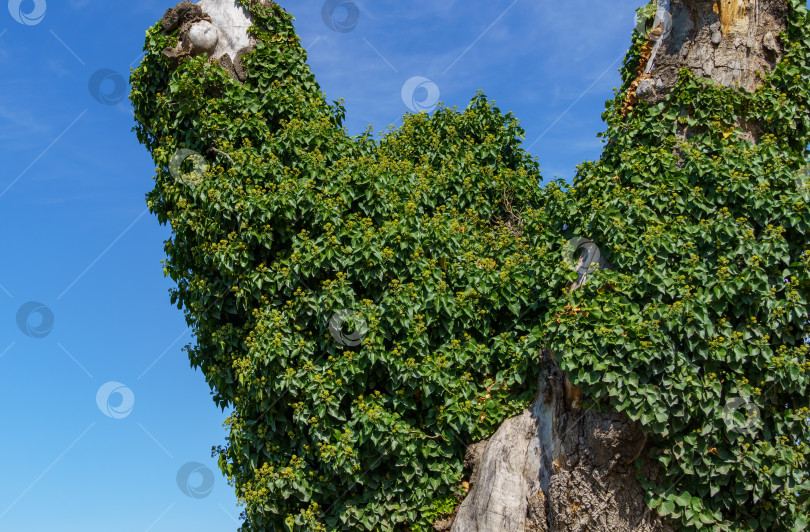 Скачать Роскошный пышный плющ, похожий на крону дерева. Шапки зеленого английского плюща (Hedera helix, европейский плющ) покрывают старое сухое дерево на набережной курортного города Геленджик. Выборочный фокус фотосток Ozero