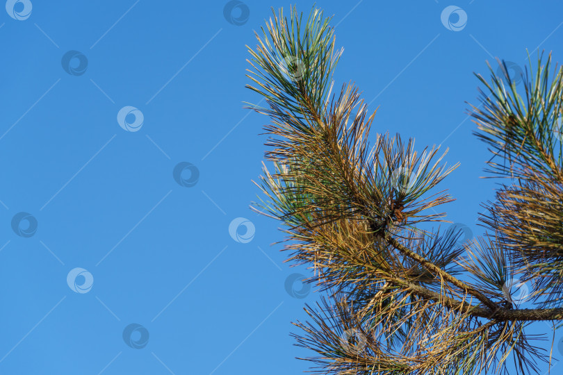 Скачать Пораженная хвоя австрийской сосны (Pinus ‘Nigra’) или черной сосны на фоне голубого неба. Сухая хвоя, ржавчина на иголках, но, возможно, следствие паразитов или герпотрихиоза. Место для текста фотосток Ozero