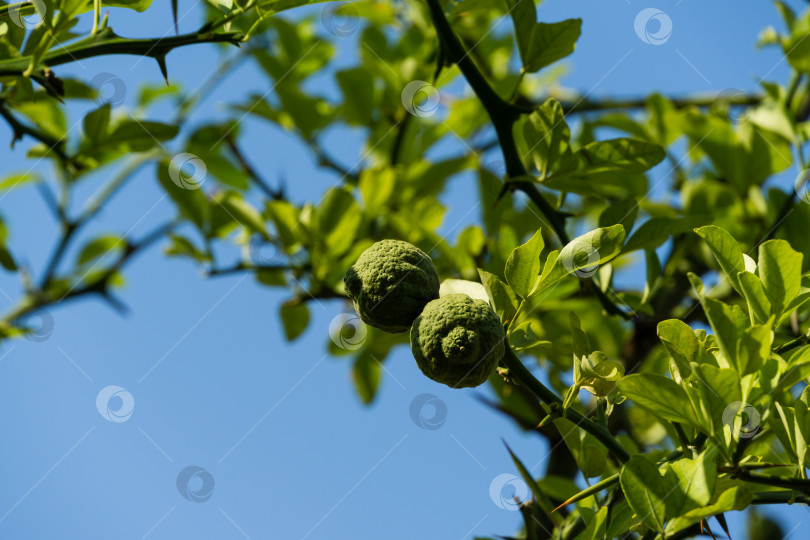 Скачать Крупный план зеленых плодов Citrus trifoliata или японского горького апельсина (Poncirus trifoliata) с колючими ветвями в общественном городском парке Краснодара или "Парке Галицкого". фотосток Ozero