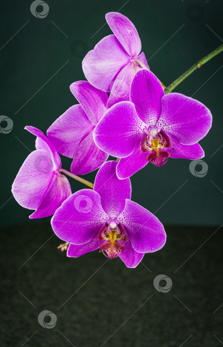 Скачать Красивая ветвь ярко-фиолетового цветка орхидеи Фаленопсис, известной как орхидея мотылька или Фал, на серо-черном фоне. Выборочный фокус на переднем плане, место для текста справа фотосток Ozero