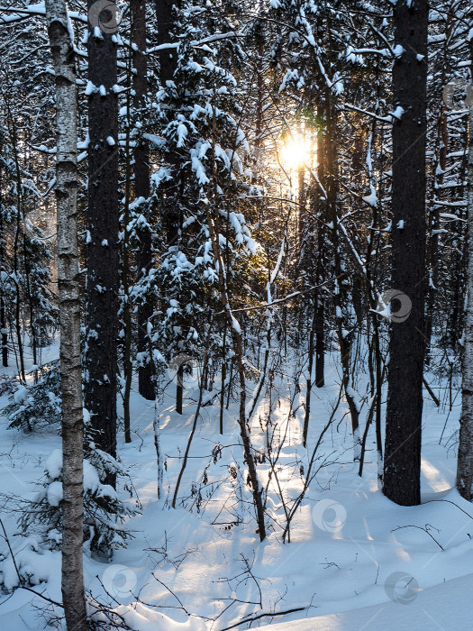 Скачать Зимний природный лесной пейзаж. Солнце светит сквозь ветви густого смешанного леса. Красивые длинные тени падают на снег. фотосток Ozero