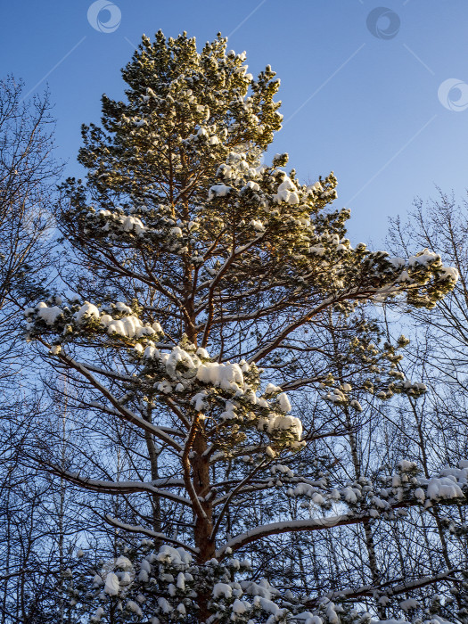 Скачать На раскинутых ветвях высокой красивой сосны лежит снег. Солнце освещает деревья. Естественный лесной солнечный фон. фотосток Ozero