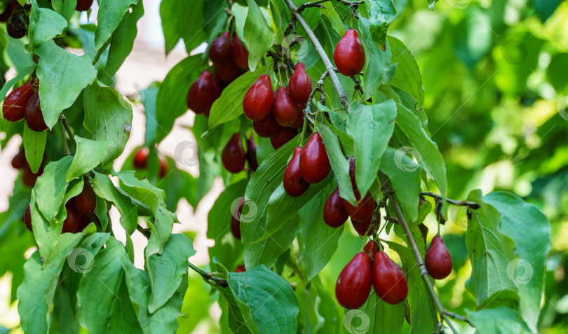 Скачать Спелые красные кизиловые вишни, также кизил или кизил в осеннем саду. Ягоды кизила висят на ветке кизиловой вишни Кизил. фотосток Ozero