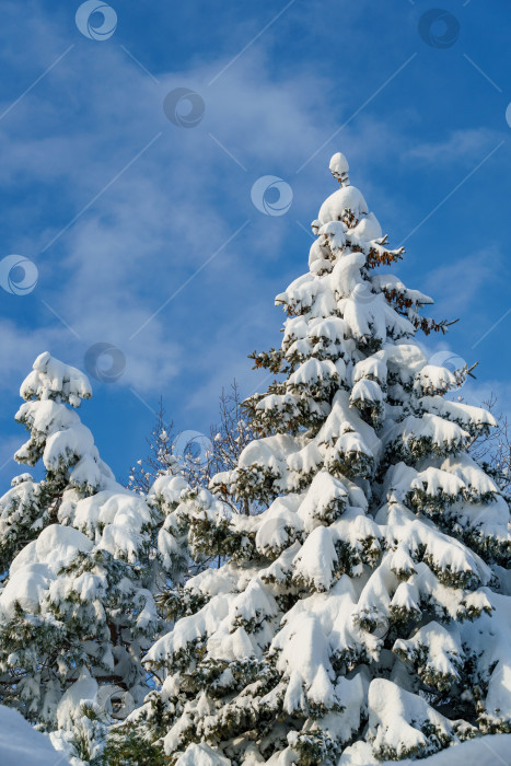 Скачать Настоящая зима в саду. Ели, покрытые снегом, на фоне ярко-голубого неба. Солнечный зимний день. Голубая ель Picea pungens с шишками, покрытыми белым пушистым снегом. Рождественская концепция. фотосток Ozero