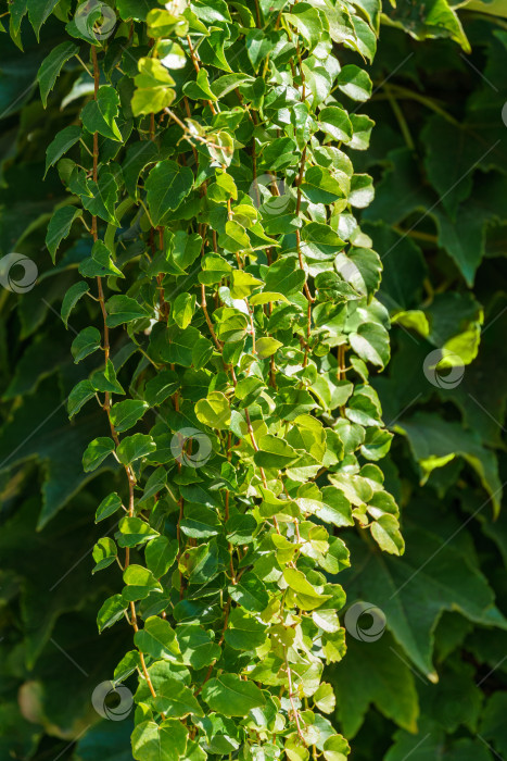 Скачать Пышная зелень Parthenocissus tricuspidata 'Veitchii' или листья бостонского плюща, свисающие со здания.  Виноград или японский плющ в качестве естественного фона. Выборочный фокус. фотосток Ozero