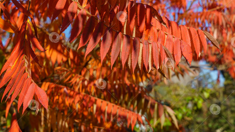 Скачать Осенние красные цвета листьев сумаха Rhus typhina (сумах рогатый, Anacardiaceae). Фон с рисунком натуральной текстуры. фотосток Ozero