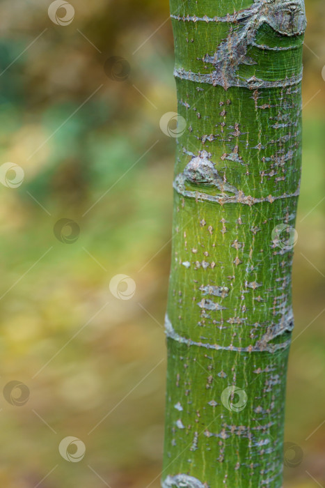 Скачать Красивая текстура зеленой древесной коры японского клена Acer palmatum. Крупный план интересной коры, похожей на бамбук, молодого дерева, растущего в саду. Свежие обои и концепция фона природы. фотосток Ozero
