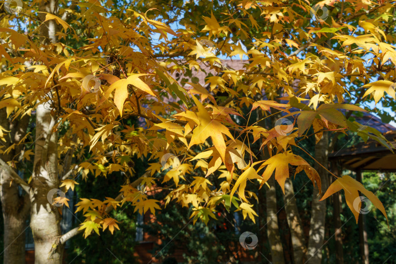 Скачать Золотистые листья и колючие черные шарики семян Liquidambar styraciflua, обычно называемого американской сладкой камедью (янтарное дерево), в фокусе на фоне размытых листьев. Концепция природы для дизайна фотосток Ozero