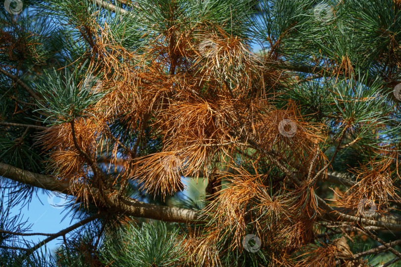 Скачать Крупный план пораженной хвои японской сосны Pinus parviflora Glauca. Сухая хвоя, ржавчина на хвоинках (изменение цвета), но возможно влияние паразитов или герпотрихиоза. фотосток Ozero