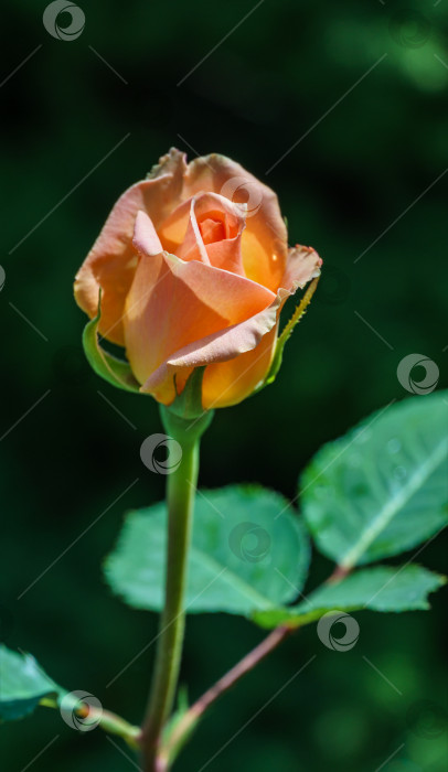 Скачать Удивительное цветовое сочетание оранжевой розы Версилия. Крупный план красивой розы на фоне солнечного света. Размытый зеленый сад в качестве фона. Концепция природы для дизайна фотосток Ozero