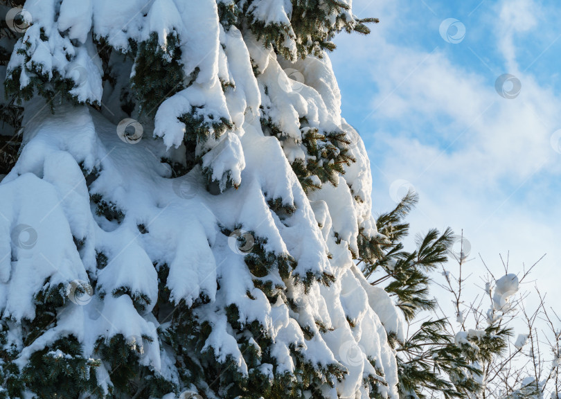 Скачать Ветви голубой ели Picea pungens покрыты белым пушистым снегом. Настоящая зима в саду. Солнечный зимний день. Рождественская концепция. фотосток Ozero