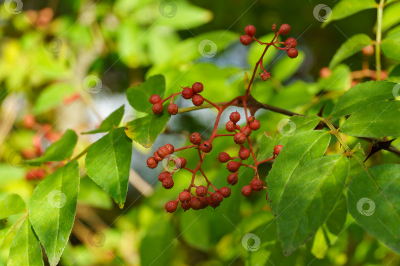 Скачать Красные плоды Zanthoxylum americanum, ясеня колючего, дерева зубной боли, желтого дерева, черники или сычуаньского перца в осеннем саду на размытой зелени. Фон для свежих обоев, концепция фона природы фотосток Ozero