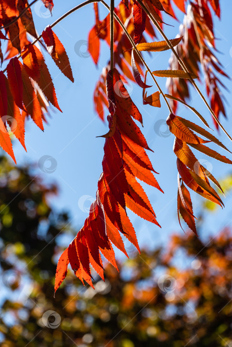 Скачать Осенние красные цвета листьев сумаха Rhus typhina (сумах рогатый, Anacardiaceae) на фоне голубого неба. Фон с рисунком естественной текстуры. фотосток Ozero
