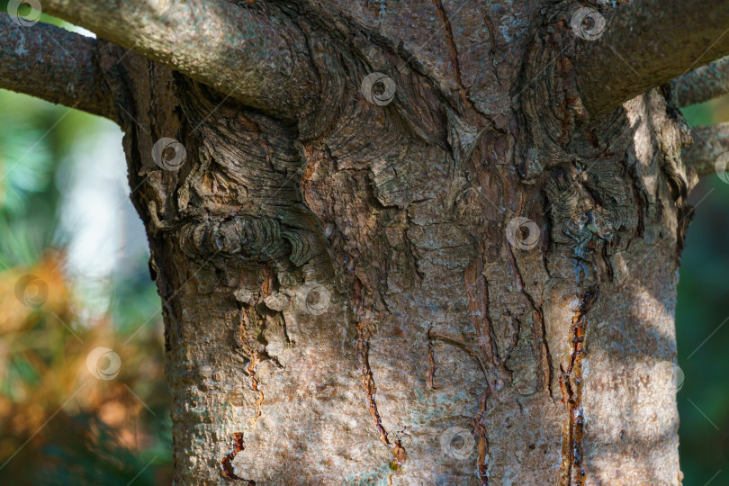 Скачать Кора сосны Pinus parviflora Glauca. Коричневая текстура коры старого дерева в качестве оригинальной естественной текстуры для фона. Концепция природы для дизайна. Выборочный фокус фотосток Ozero