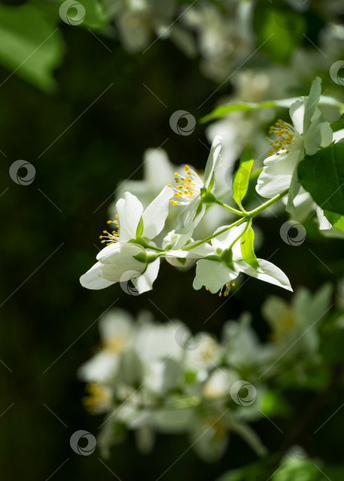 Скачать Цветы жасмина Philadelphus lewisii на темно-зеленом фоне в солнечном весеннем саду. Выборочный снимок природы крупным планом. Цветочный пейзаж для любых обоев. Есть место для текста фотосток Ozero