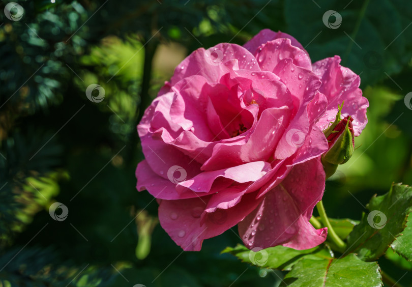Скачать Красивая розовая шокирующе голубая роза (Korblue) с бутонами в естественном солнечном свете на вечнозеленом фоне. Пурпурная роза флорибунда на фоне природы. фотосток Ozero