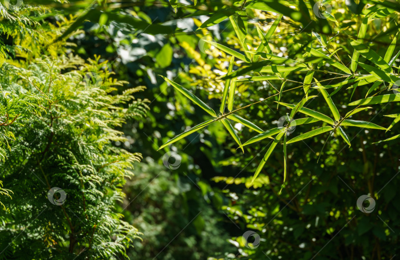 Скачать Оригинальная текстура натурального зеленого бамбука Phyllostachys aureosulcata на фоне элегантных тонких зеленых листьев. Естественный солнечный свет. Природная концепция дизайна. фотосток Ozero