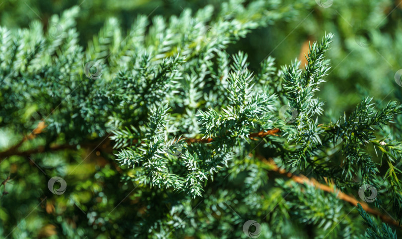 Скачать Оригинальная текстура хвои Juniperus squamata Blue carpet. Синяя на зеленом фоне мелких иголок. Макро-хвоя в солнечном свете. Элегантная природная концепция дизайна фотосток Ozero