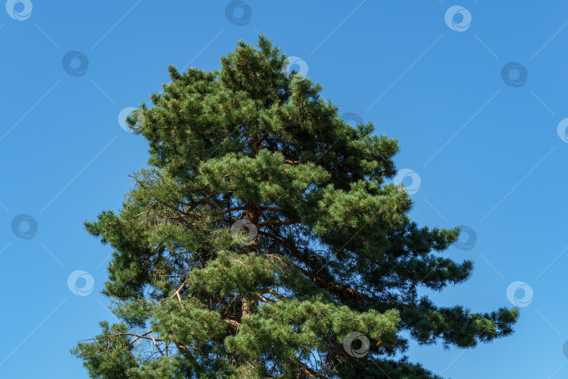 Скачать Зеленая верхушка сосны Pinus sylvestris на фоне голубого неба. Солнечный день в саду. Концепция природы для дизайна. Выборочный фокус. Место для вашего текста фотосток Ozero