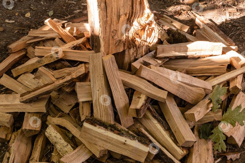 Скачать Нарубленные бревна вокруг пня для рубки леса. Заготовка дубовых дров для печи или камина. фотосток Ozero
