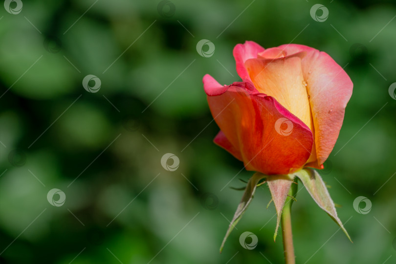 Скачать Ярко-желто-оранжевая роза с розовым краем на зеленом размытом фоне. Розы Variety Club сфотографированы при естественном освещении. Избирательный фокус. Лирический мотив для дизайна фотосток Ozero