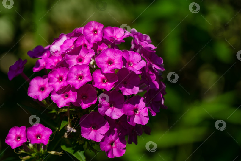 Скачать Фиолетовые пламенные цветы садового флокса (Phlox paniculata). Цветущий розовый флокс в летнем саду. Выборочный фокус крупным планом. Место для копирования фотосток Ozero