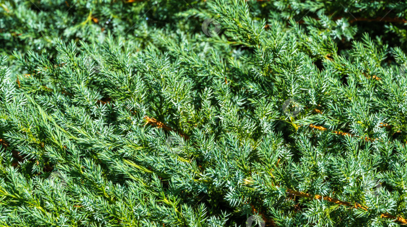 Скачать Оригинальная текстура листьев Juniperus squamata Meyeri. Голубой с зеленым фоном из мелких иголок. Макро-иглы в солнечном свете. Элегантная природная концепция дизайна. фотосток Ozero