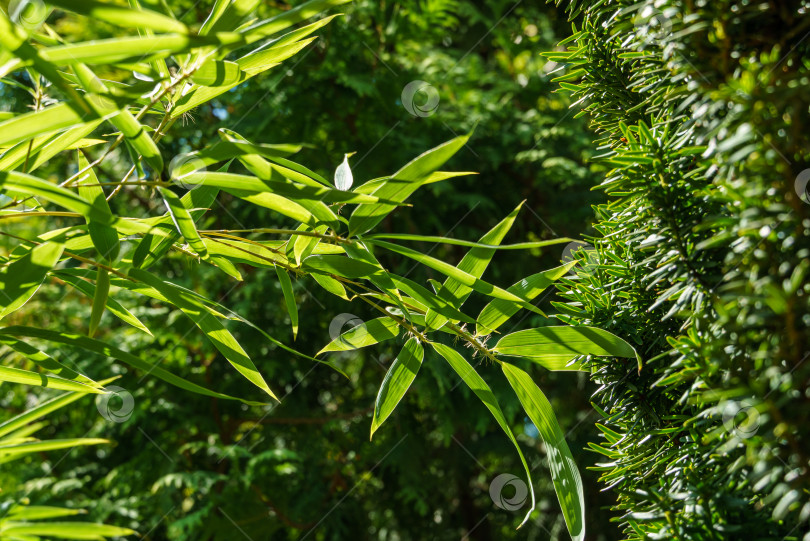 Скачать Вечнозеленые растения изящный зеленый бамбук Phyllostachys aureosulcata и тис Taxus baccata Fastigiata Aurea. Прекрасная тема для любого дизайна. Избирательный подход фотосток Ozero