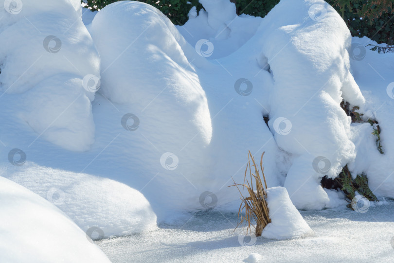 Скачать Зимняя сказка в саду. Спокойная картина заснеженного сада. Вечнозеленые растения, полностью покрытые белым пушистым снегом и склоняющиеся к пруду. Избирательный фокус. Концепция природы для волшебной тематики Нового года и Рождества. фотосток Ozero