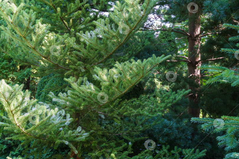 Скачать Корейская ель Abies koreana крупным планом с ярко-зелеными иголками на ветке на размытом зеленом фоне в саду. Выборочный фокус. фотосток Ozero