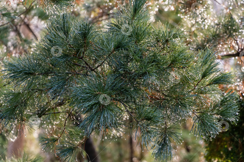 Скачать Ветка сосны Pinus parviflora Glauca с зелеными и серебристыми иголками. Крупный план. Капельки воды на кончиках иголок. Размытый фон. Выборочный фокус. Оригинальная текстура натуральной зелени. фотосток Ozero