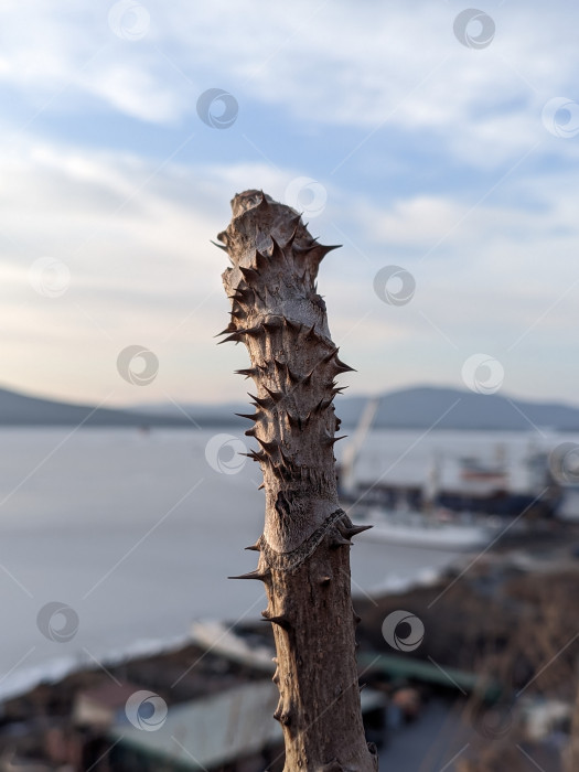 Скачать Аралия маньчжурская на размытом фоне моря фотосток Ozero