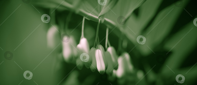 Скачать абстрактное изображение растения в качестве фона фотосток Ozero