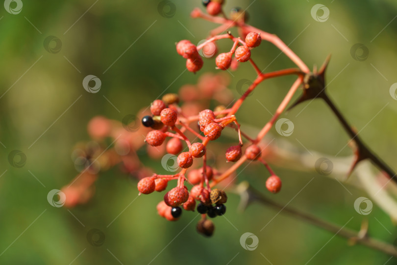 Скачать Красные плоды Zanthoxylum americanum, ясеня колючего, дерева зубной боли, желтого дерева, земляники или сычуаньского перца в осеннем саду на размытой зелени. Фон для свежих обоев, концепция фона природы фотосток Ozero