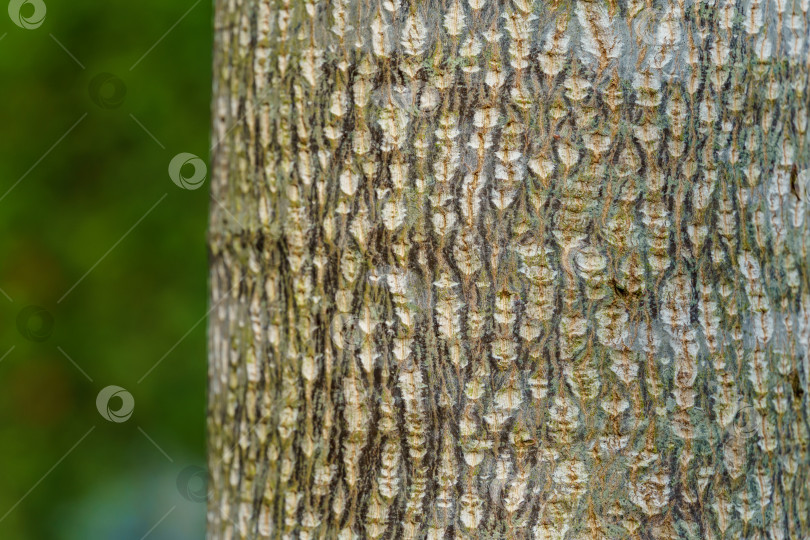 Скачать Красивая текстура серой коры тюльпанного дерева (Liriodendron tulipifera). Крупный план интересной коры молодого дерева, растущего в саду. Свежие обои и концепция фона природы. фотосток Ozero