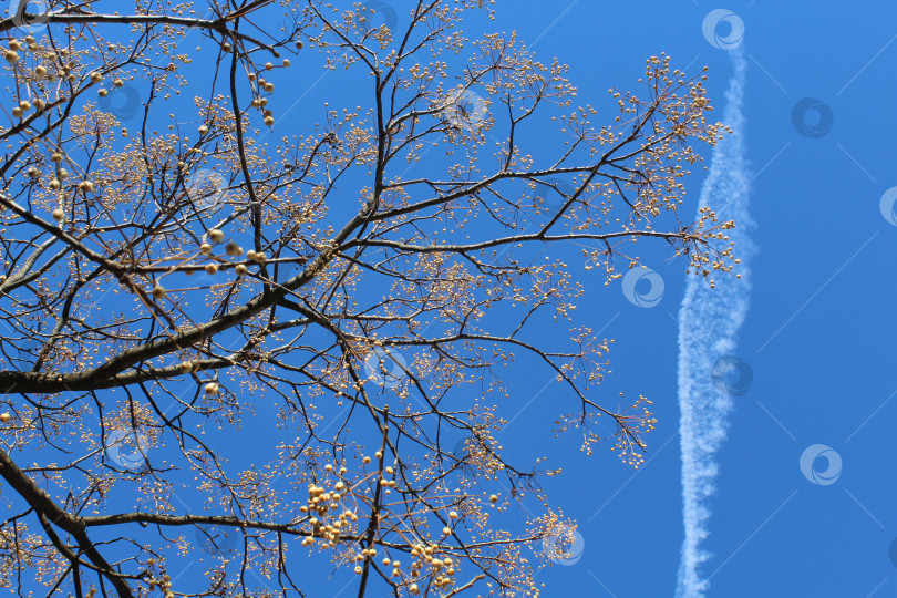 Скачать Дерево на фоне голубого неба фотосток Ozero