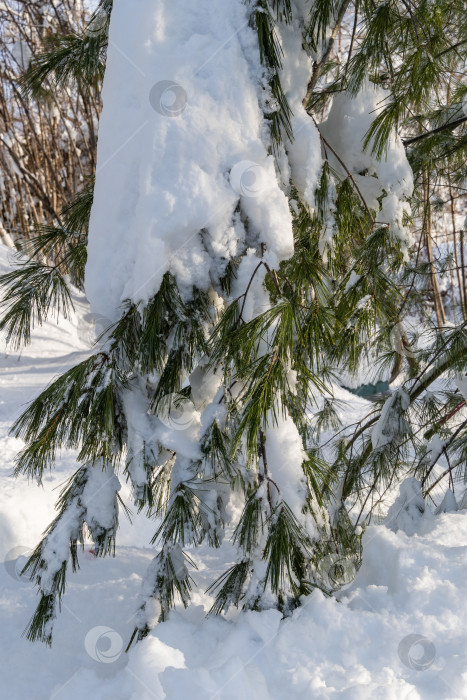 Скачать Белая сосна Pinus strobus в солнечный зимний день. Красивые длинные иглы Pinus strobus, покрытые белым пушистым снегом. Выборочный фокус. Концепция природы для волшебной темы на Новый год и Рождество фотосток Ozero