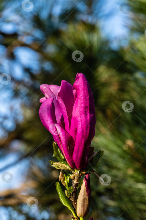 Скачать Крупный розовый бутон цветущей магнолии Сьюзен (Magnolia liliiflora x Magnolia stellata) на размытом фоне зелени сада. Выборочный фокус. Цветущий сад весной. Концепция природы для дизайна фотосток Ozero